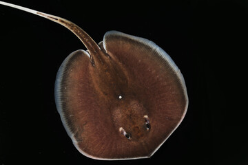 Freshwater White-edge freshwater whipray (Himantura signifer)