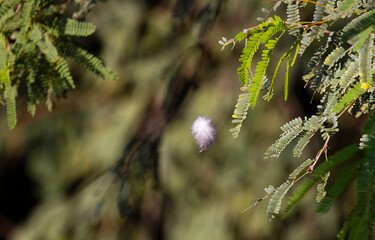 Single, symbolic feather floats downward in conceptual image suggestive of species loss, memory, grief, time, and cycles of life