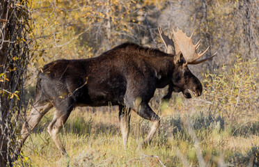 Bull Moose During the fall Rut in Wyoming