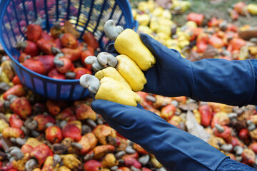 Closeup gardener hands holds yellow cashew apple fruits, Concept, agriculture crops. Check, inspect quality before being crop goods , production. Economic and export crops in Thailand. Seasonal fruits