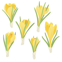 yellow crocus, spring flowers, vector drawing wild plants at white background, floral elements, hand drawn botanical illustration