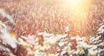 Beautiful wheat field, sunset in wheat field,
wheat field and sun, ears of wheat close up - 693086315