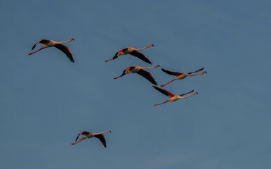 greater flamingos in the lagoon of delta ebro river	