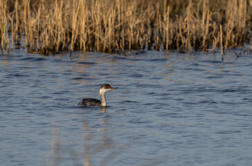 black-necked grebe swimming in the lagoon