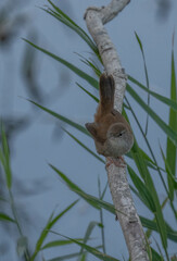 cetti's warbler on the branch always near the pond	