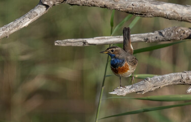 Bluethroat on the branches of the marshes of the Ebro delta	