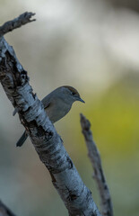 Female Eurasian Blackcap in the branch	