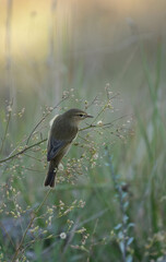 common chiffchaff on the branch	
