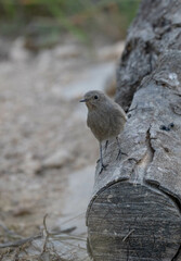 The female of the black redstart	