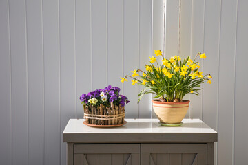 Arrangement of daffodils (narcissus) and homet violets (viola comuta) on a little cabinet in front...