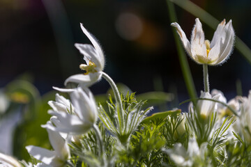 Close-up of white pasqueflowers (Pulsatilla pratensis)