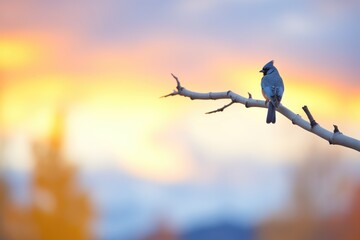 blue jay silhouetted against a sunset with autumn hues