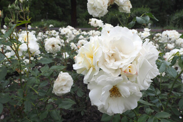 there are many large white roses in the garden .bouquet. the rose garden.  There are many flowers in summer . side view . nature