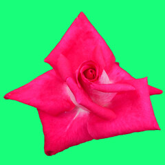 a bright pink rose bud on a green background .bouquet. the rose garden.  summer flowers . view from...