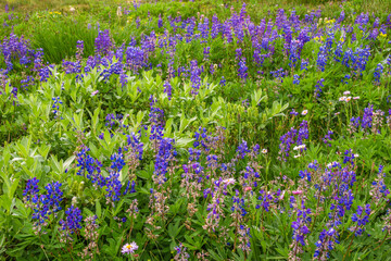 Close-up of purple-blue flowers in high alpine meadow.