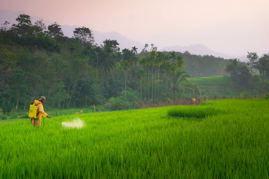 Beautiful morning view indonesia Panorama Landscape paddy fields with beauty color and sky natural light