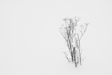 Dry dill bush on a bed covered with snow
