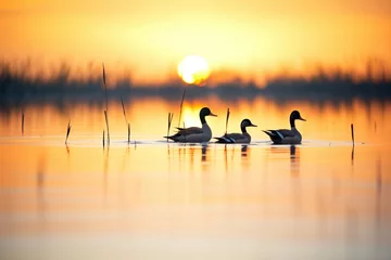 Fotobehang silhouettes of ducks at pond during sunset © primopiano