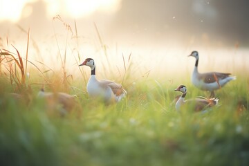 dew on grass with geese feeding at dawn - obrazy, fototapety, plakaty