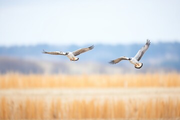 Fototapeta premium perfectly synchronized geese flight over field