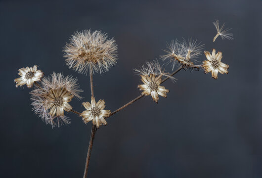 Macro View Of Tiny Seeds And Stem Of Tall  Ironweed (Vernonia Gigantia). Flower-like Objects Are The Flowers' Left-over Sepals, From Which The Seeds Are Dispersing And Being Carried Off By The Wind. 