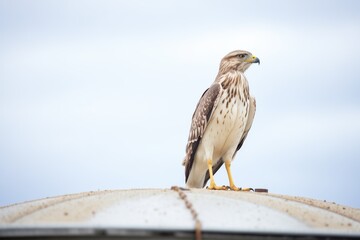 rough-legged buzzard on a grain silo top