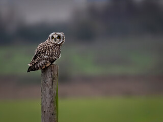 Short Eared Owl