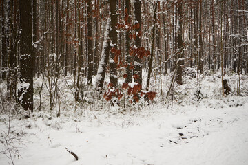 drzewa ,zima  - obrazy, fototapety, plakaty