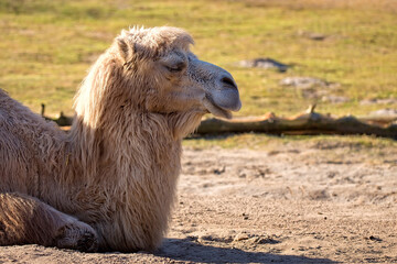 Camel in the clearing a portrait
