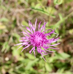 A close view of the small purple wildflower in the field.