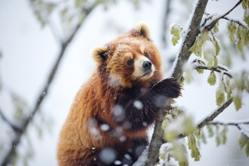 Naklejka premium red panda in a tree during a light snowfall