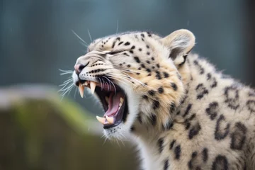 Fototapeten snow leopard yawning, showing teeth © primopiano