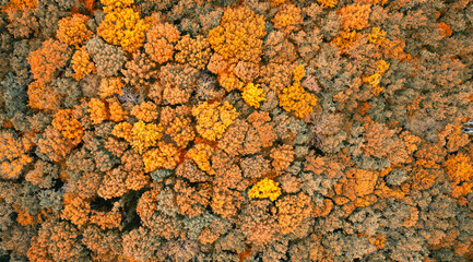 Aerial Tapestry: Autumn's Palette Unveiled in the Forest Below