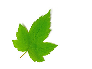 Blatt vom Ahorn vor weißen Hintergrund