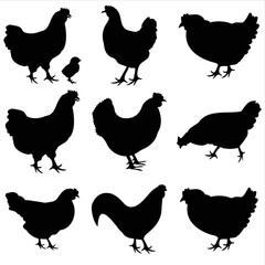 Chiken. Farm animals vector set illustration