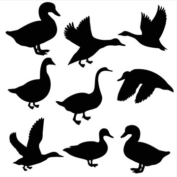 Goose. Farm animals vector set illustration