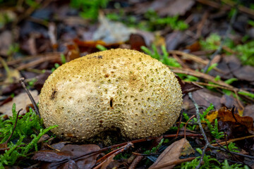 A round mushroom, fungus, sitting at the ground in an autumn forest.