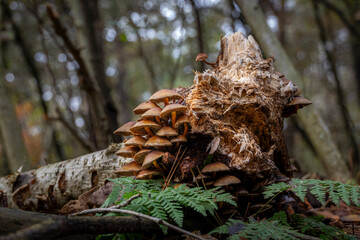 A bunch of mushrooms and some fern at a fallen tree trunk at autumn in the forest.