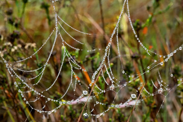 Water Droplets on a Spider Web, Serra da Canastra, Minas Gerais, Brazil