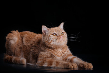 Ginger cat lounges, black studio backdrop. A poised feline with amber eyes and lush fur shines in...