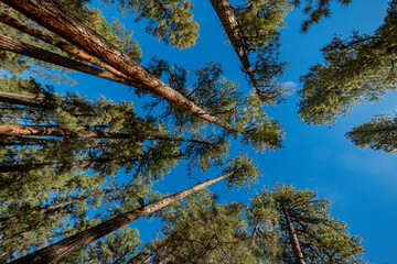 Canopy View on the Jemez Springs Falls Overlook Trail, New Mexico