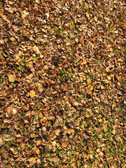 Boil and dry grass in a park.