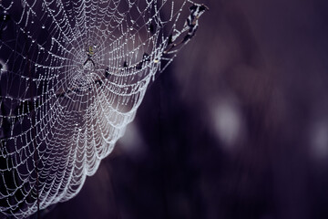Silken Jewels: Dew-Kissed Web Woven by a Patient Spider