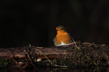 A beautiful animal portrait of a lone Robin Redbreast