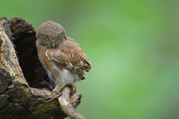 Spotted owlet on branch birdwatching in the forest    