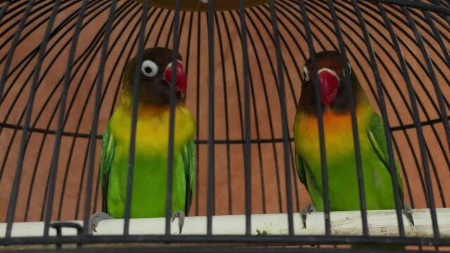 Two lovebirds from genus Agapornis flirting in a cage