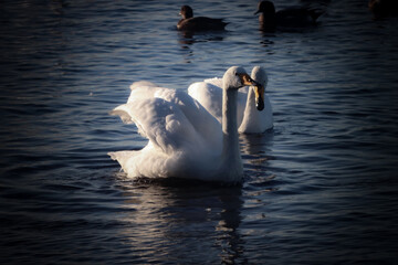 A beautiful animal portrait of a rare Whooper Swan on a lake