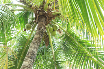flower nature  plant leaf red bud pink  leaves spring