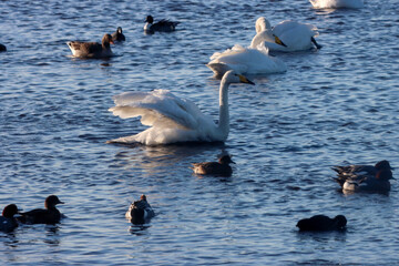 A beautiful animal portrait of a rare Whooper Swan on a lake
