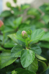 flower nature  plant leaf red bud pink  leaves spring
